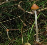 Psilocybe azurescens image