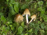 Coprinellus domesticus image