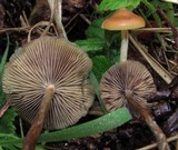 Psilocybe azurescens image