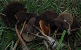 Psilocybe azurescens image