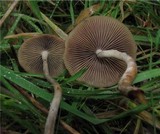 Psilocybe azurescens image