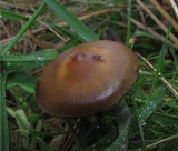 Psilocybe azurescens image