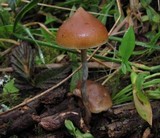 Psilocybe azurescens image