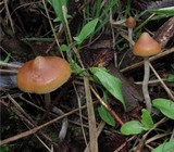 Psilocybe azurescens image