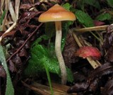 Psilocybe azurescens image
