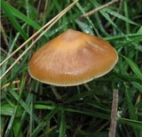 Psilocybe azurescens image