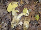 Leccinellum crocipodium image