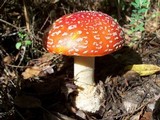 Amanita amerimuscaria image