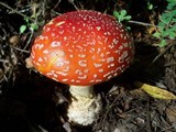 Amanita amerimuscaria image