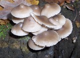 Mycena galericulata image