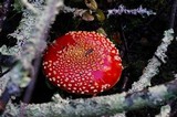 Amanita amerimuscaria image