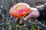 Amanita amerimuscaria image