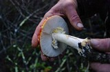 Amanita amerimuscaria image