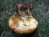Paragyrodon sphaerosporus image