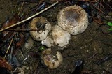 Agaricus californicus image