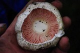 Agaricus californicus image
