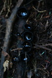 Plectania melaena image