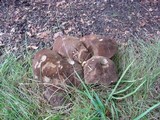 Tylopilus porphyrosporus image