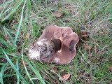 Tylopilus porphyrosporus image