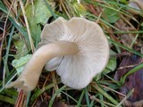 Clitocybe tarda image