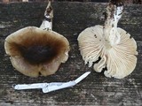 Hygrophorus fuligineus image