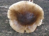 Hygrophorus fuligineus image