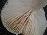 Hygrophorus fuligineus image