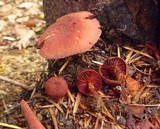 Tubaria punicea image