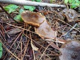 Armillaria solidipes image