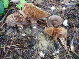 Armillaria solidipes image