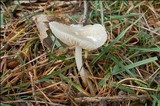 Marasmius wynneae image