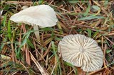 Marasmius wynneae image