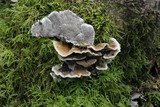 Bjerkandera adusta image
