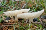 Marasmius wynneae image