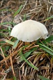 Marasmius wynneae image