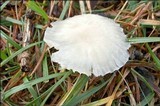 Marasmius wynneae image