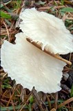 Marasmius wynneae image