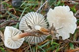Marasmius wynneae image