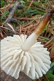 Marasmius wynneae image