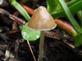 Psathyrella longipes image