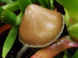 Psathyrella longipes image