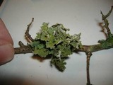 Platismatia glauca image