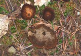 Coltricia perennis image