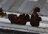 Gyromitra infula image