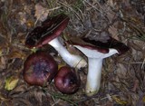 Russula atropurpurea image