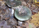 Russula cyanoxantha image