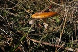 Amanita muscaria var. formosa image