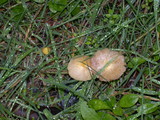 Bolbitius vitellinus image
