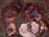 Tricholoma fracticum image