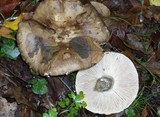 Russula nigricans image
